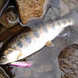 渓流ミノーイング